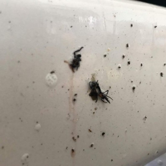 CarPro Bug-Out Intensive Insect Removal - Curatator intensiv insecte Bug Out 500ml - ambalaj original